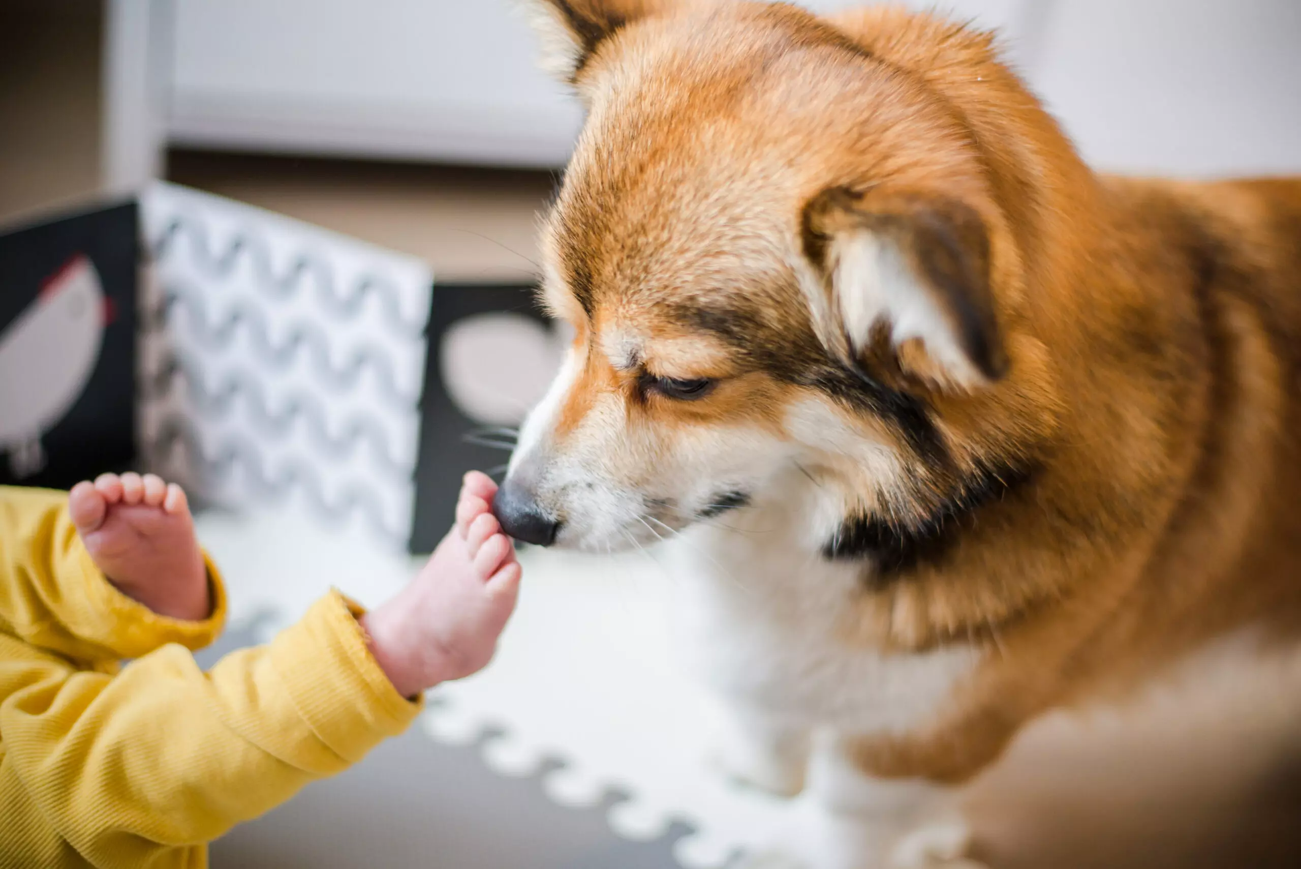 Dogs can sniff PTSD episode onset in human companions: Study