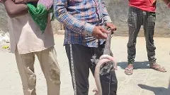 Bitten many times, Haryanas Pawan Jogpal has rescued 5,600 snakes in ten years