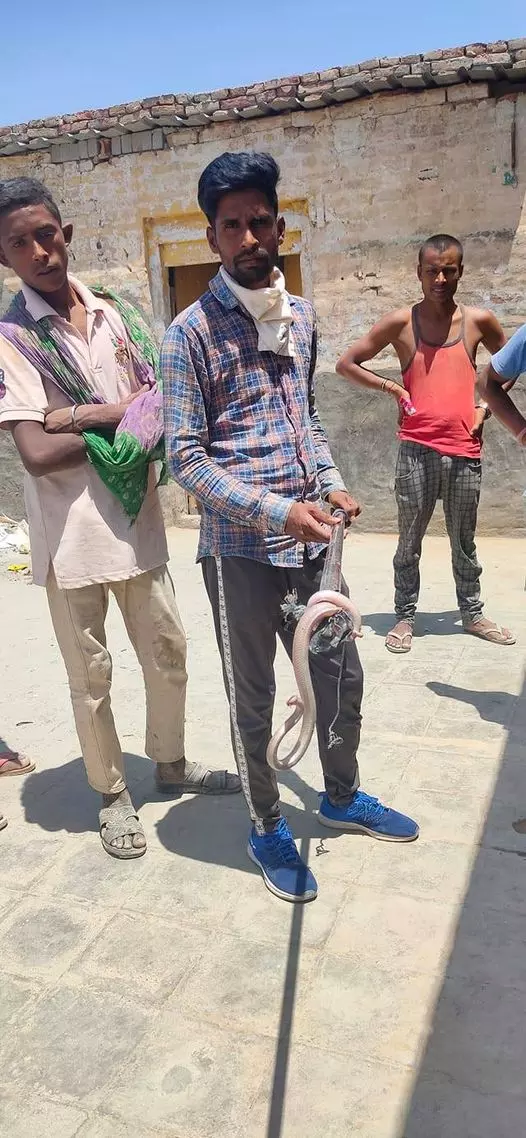 Bitten many times, Haryanas Pawan Jogpal has rescued 5,600 snakes in ten years