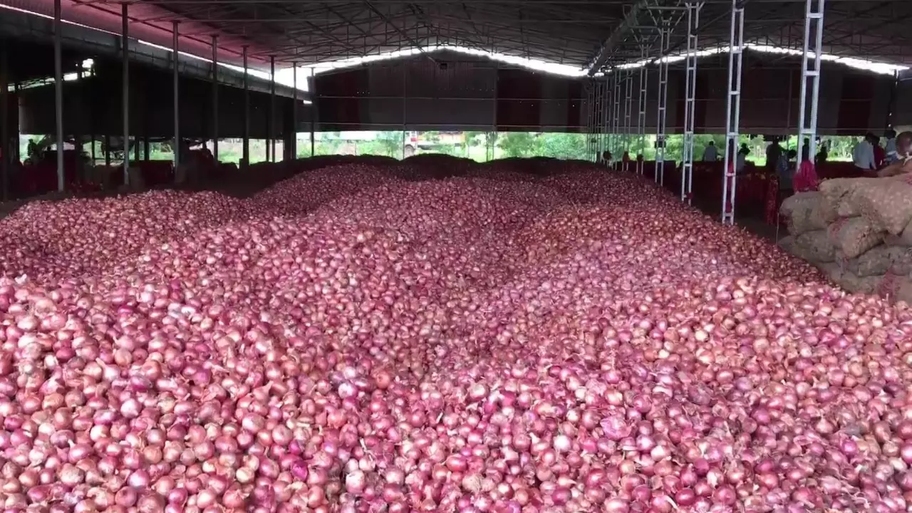 Maharashtra: Unseasonal rains dampen mood in onion farming belt Maharashtra: Unseasonal rains dampen mood in onion farming belt