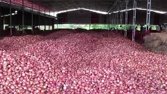Maharashtra: Unseasonal rains dampen mood in onion farming belt