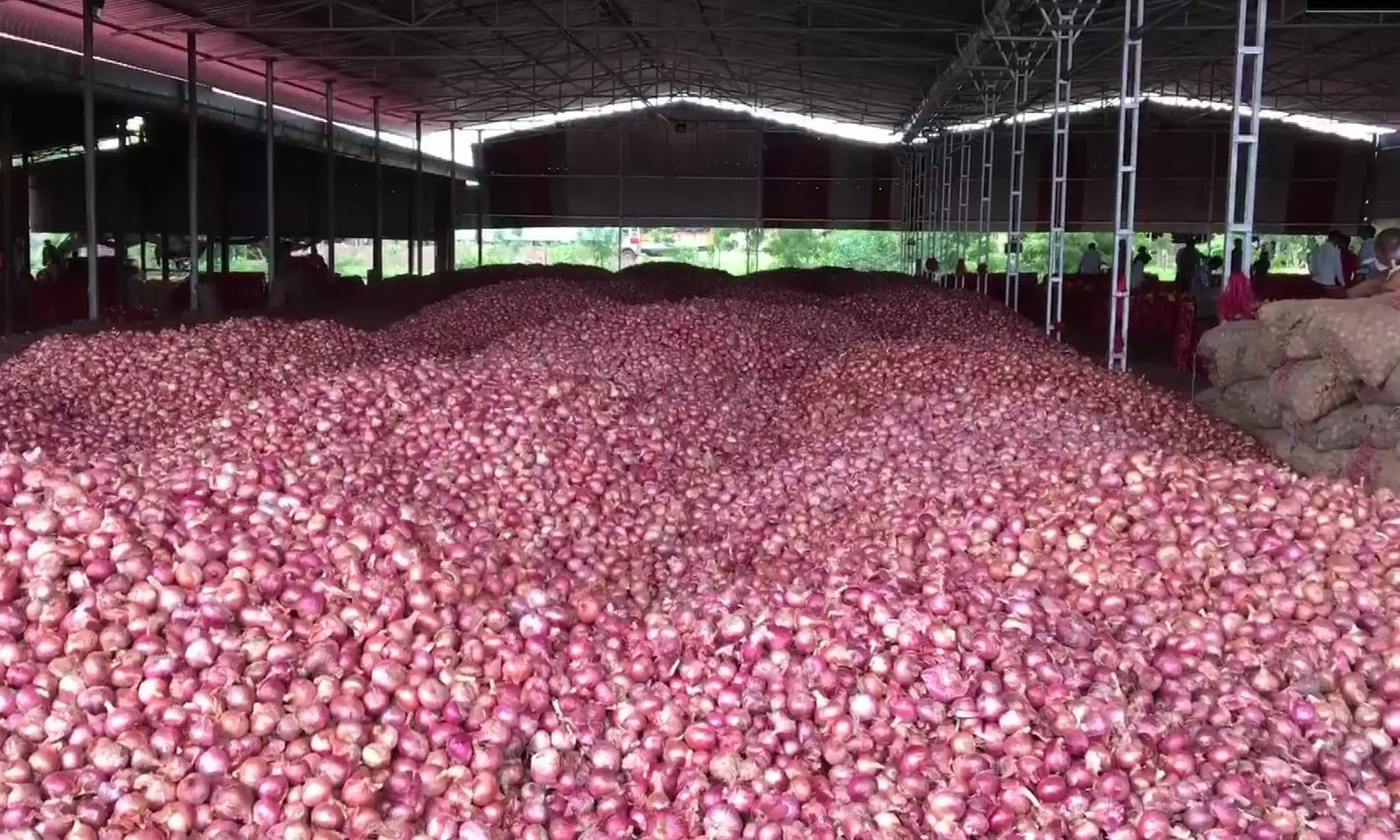Maharashtra: Unseasonal rains dampen mood in onion farming belt Maharashtra: Unseasonal rains dampen mood in onion farming belt