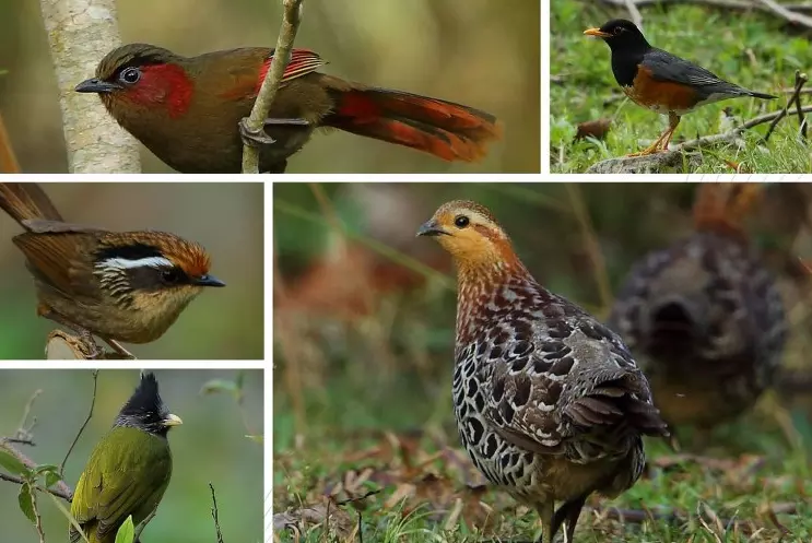 Birds India
