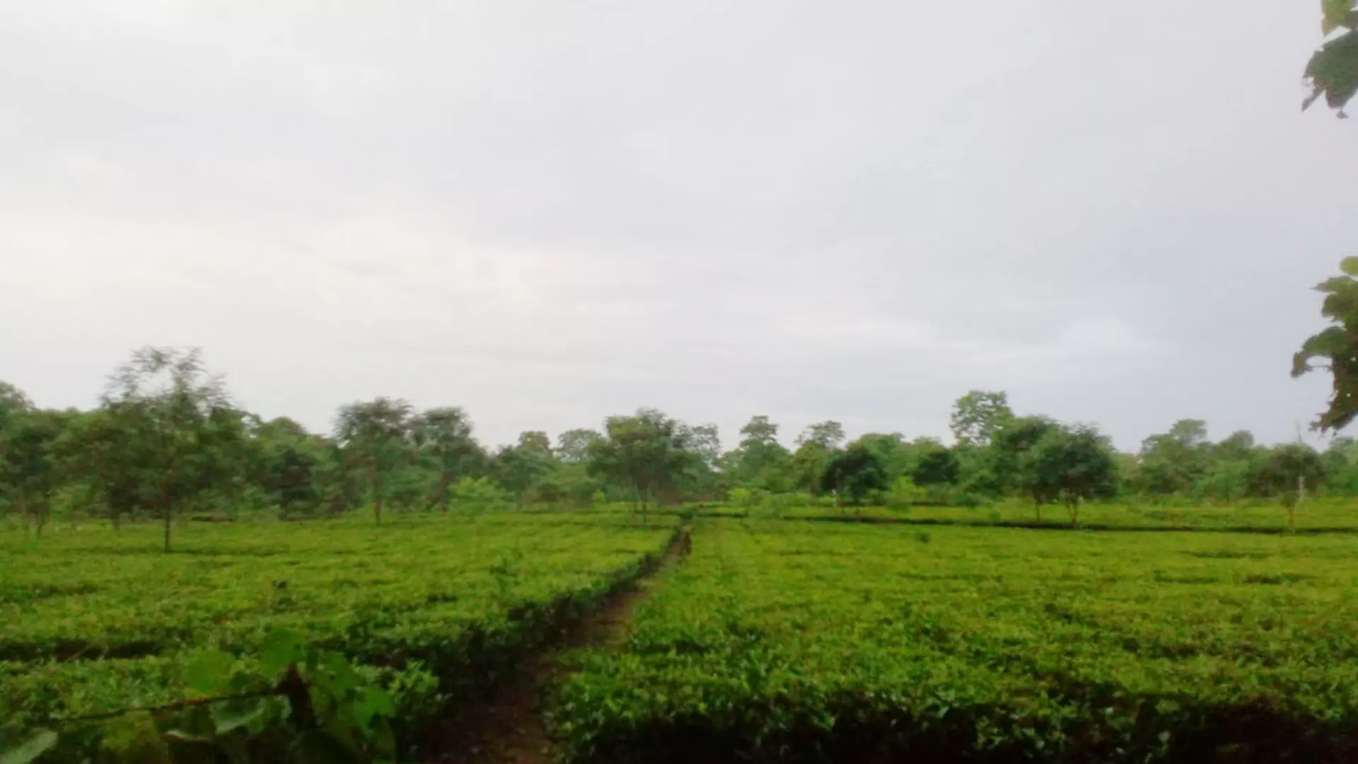 A view of Beesakopie tea estate in Tinsukia district.