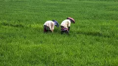 Unpaid paddy procurement dues leave Kerala farmers in dire straits