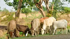 3 killed in Madhya Pradesh as tractor overturns in bid to save cow