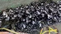 Invasive Caribbean false mussel species wiping out native clams, oysters in Kerala