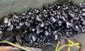 Invasive Caribbean false mussel species wiping out native clams, oysters in Kerala