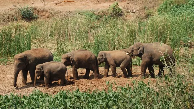 India has 150 elephant corridors; Bengal tops state list with 26: Report