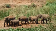 Kerala’s proposed Wild Life (Protection) Act has activists riled up and farmers buoyant