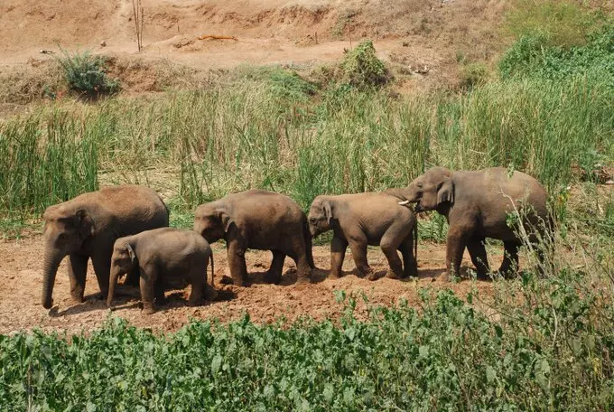 Wild elephants trample two Assam men to death
