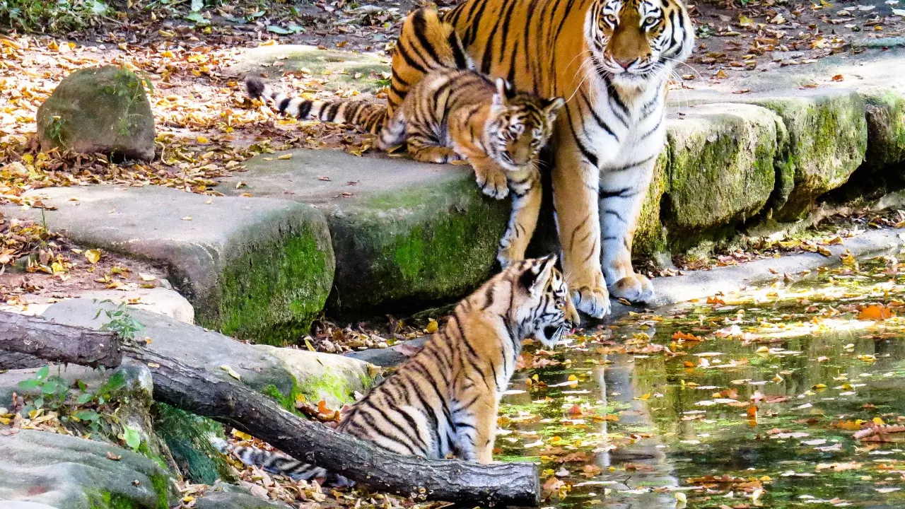 Panel to probe surge in tiger deaths in Maharashtras Vidarbha region