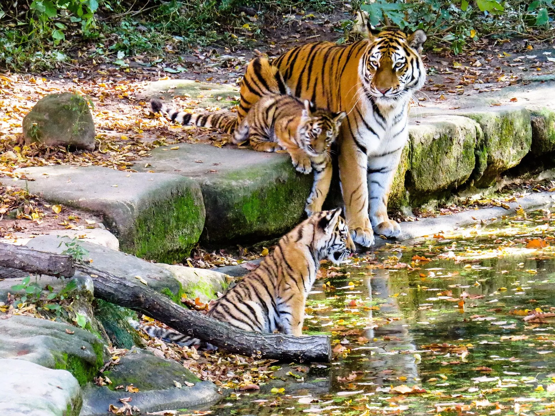 Panel to probe surge in tiger deaths in Maharashtras Vidarbha region