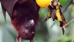 Nipah virus possibly present in bats in Wayanad, says Kerala govt