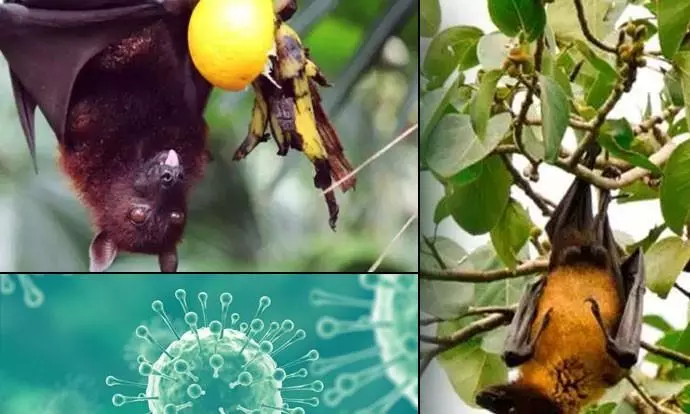 How did the deadly Nipah virus gets its name?