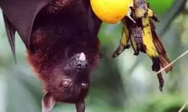 Nipah virus possibly present in bats in Wayanad, says Kerala govt