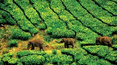 Why Karnataka’s elephants love coffee and humans like elephant dung coffee