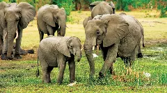 Farmer trampled by elephant in Tamil Nadus Erode; body recovered after 15 hours