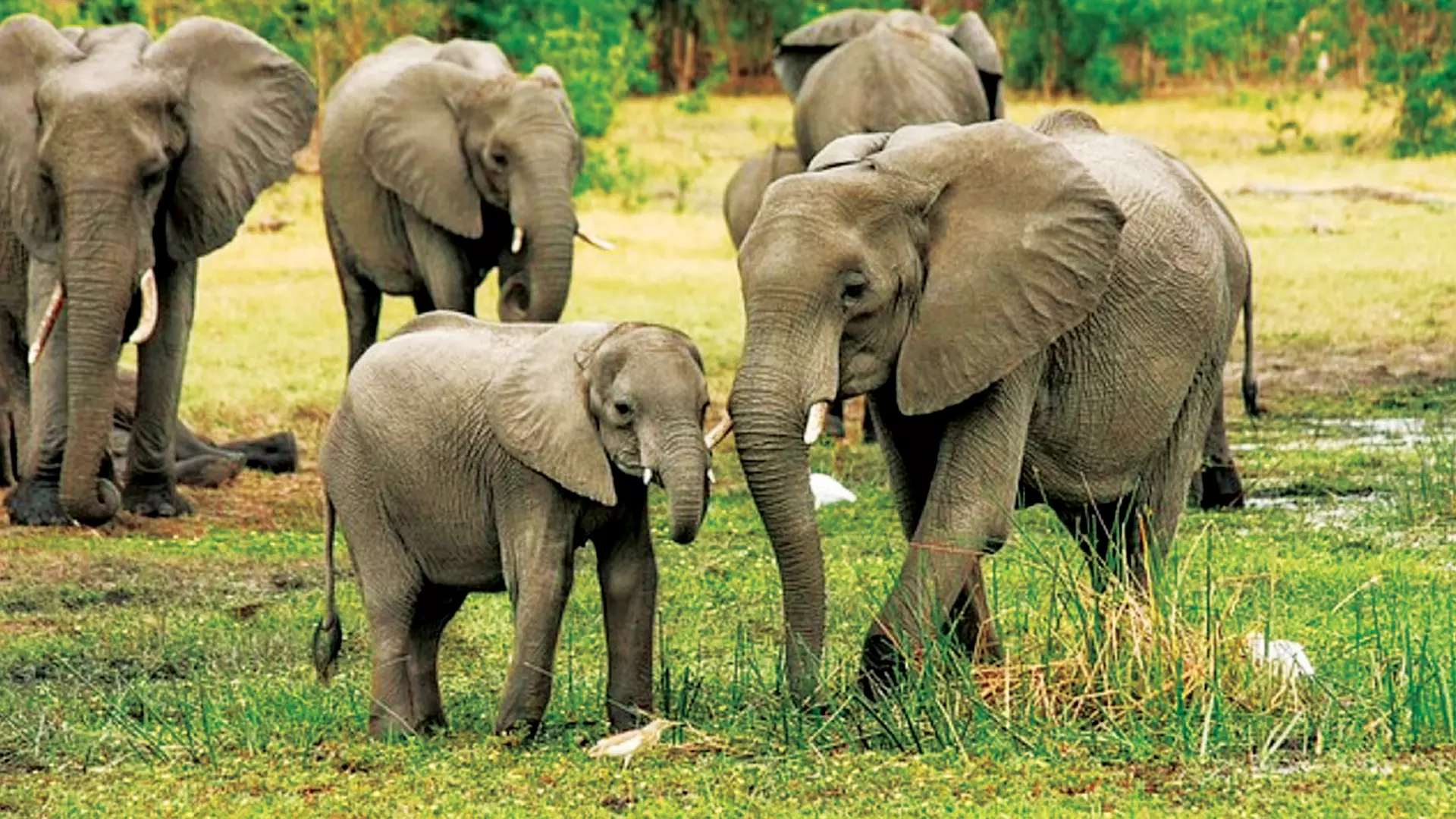 Elephant calves born in plantations return to the area even if they are chased away to the forests since they do not know any other life. Photo: PTI