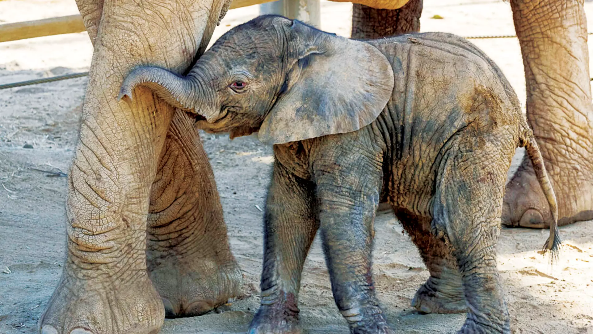 Elephants are known to have very sharp memory and they remember the coffee lands as their homes. Photo: PTI