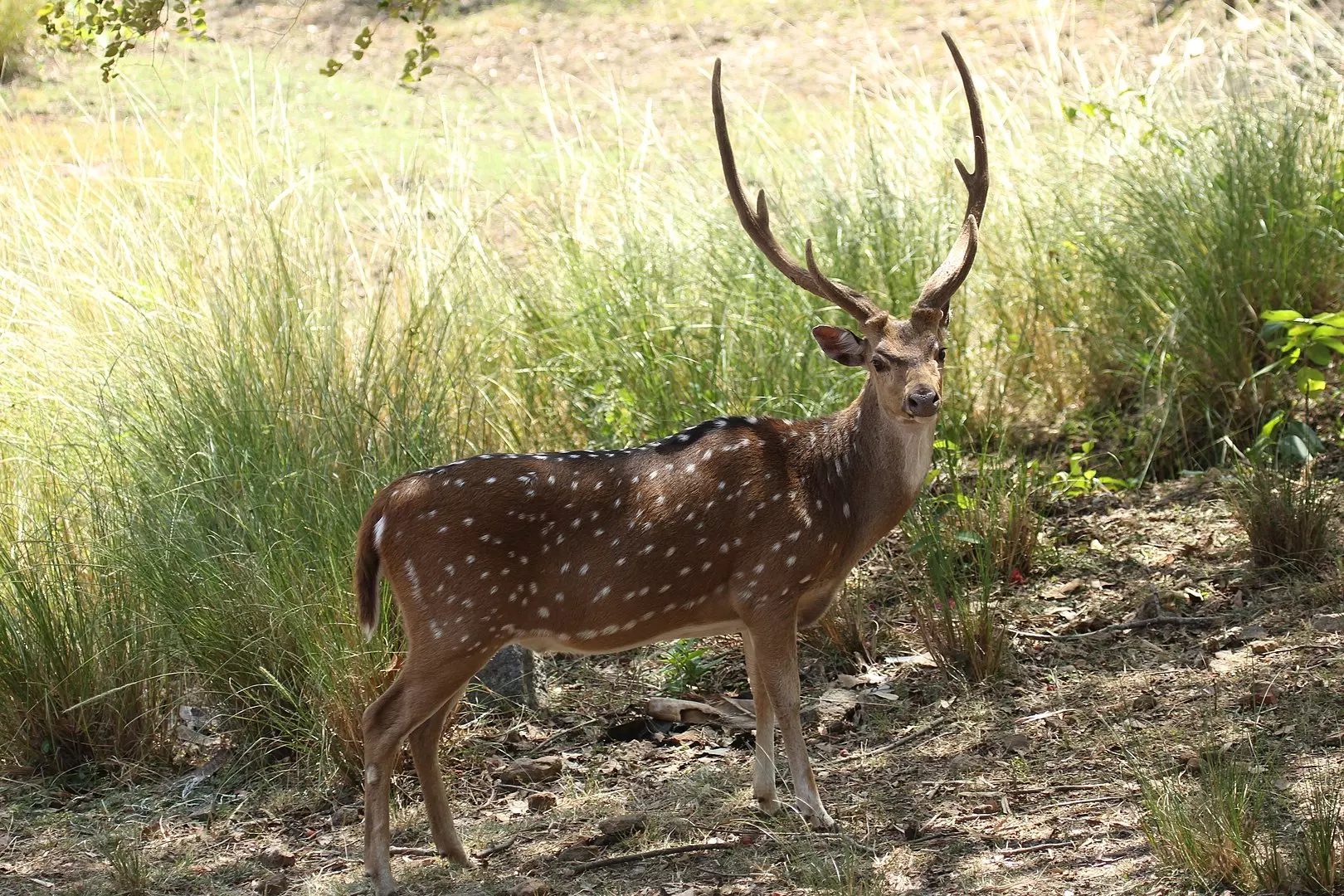 16 deer die at Bengaluru Biological Park; Forest Minister puts zoos on high alert