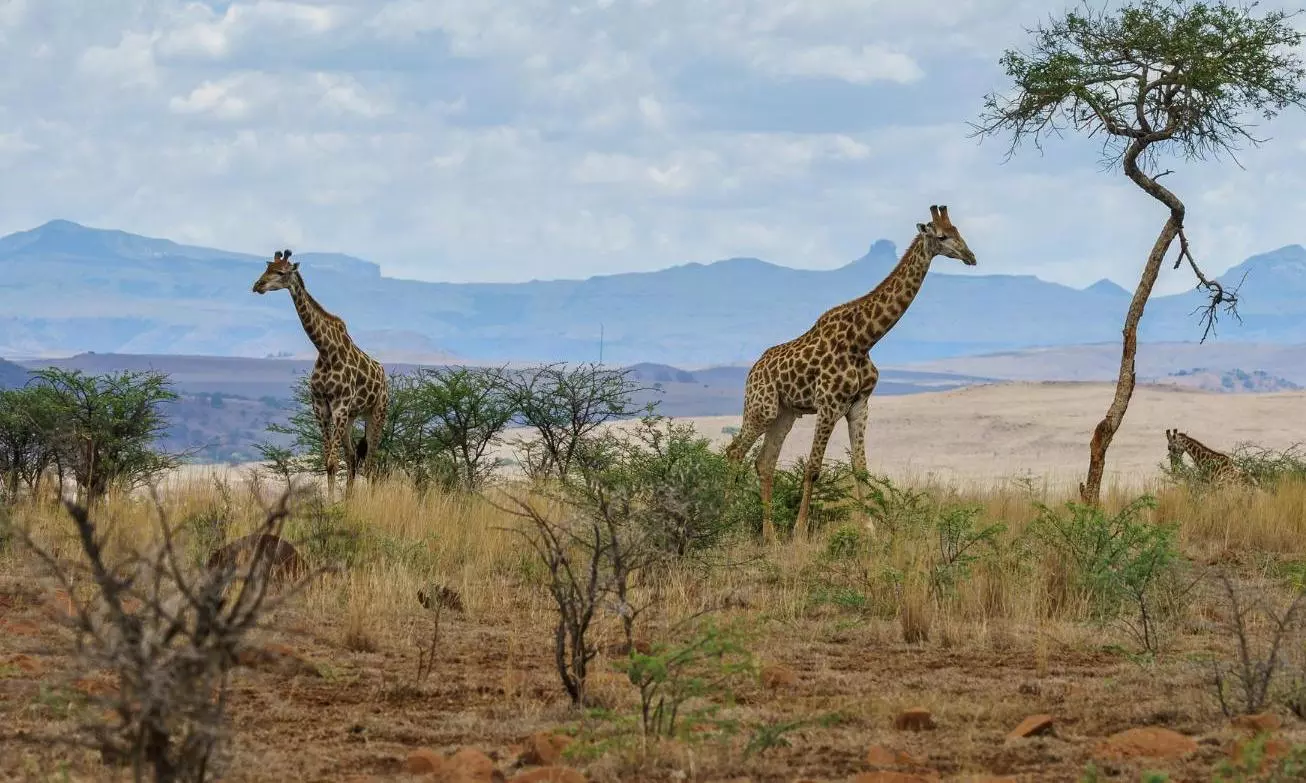 Giraffes going extinct: 5 biggest threats facing these gentle giants