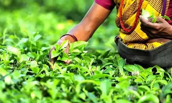 Tea Board to revert to old English auction system pan India