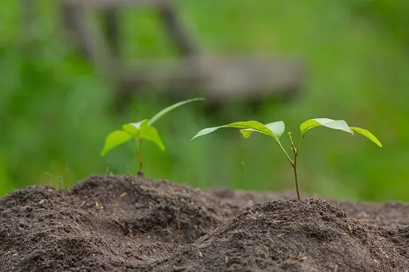 delhi afforestation