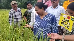 How rice researcher Swati Nayak bridges the gap between lab and field