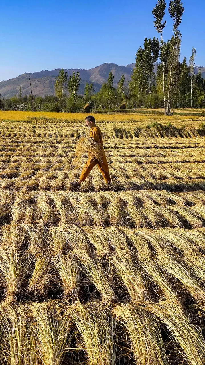 In photos: Kashmirs famous Mushk Budij rice
