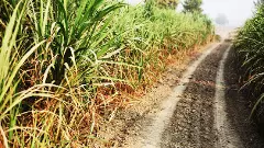 crop, Tamil Nadu, lockdown,