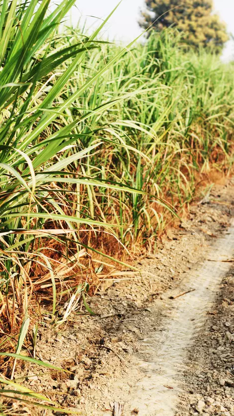 crop, Tamil Nadu, lockdown, crop, Tamil Nadu, lockdown,