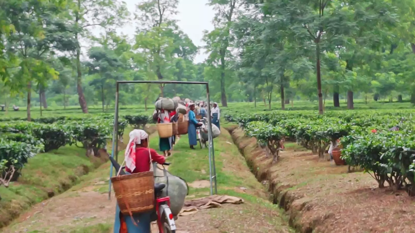 A view of a tea garden in Assam. The verdant tea plantations, located in the upper region and Nothern Brahmaputra belt of Assam, have become trafficking hubs.