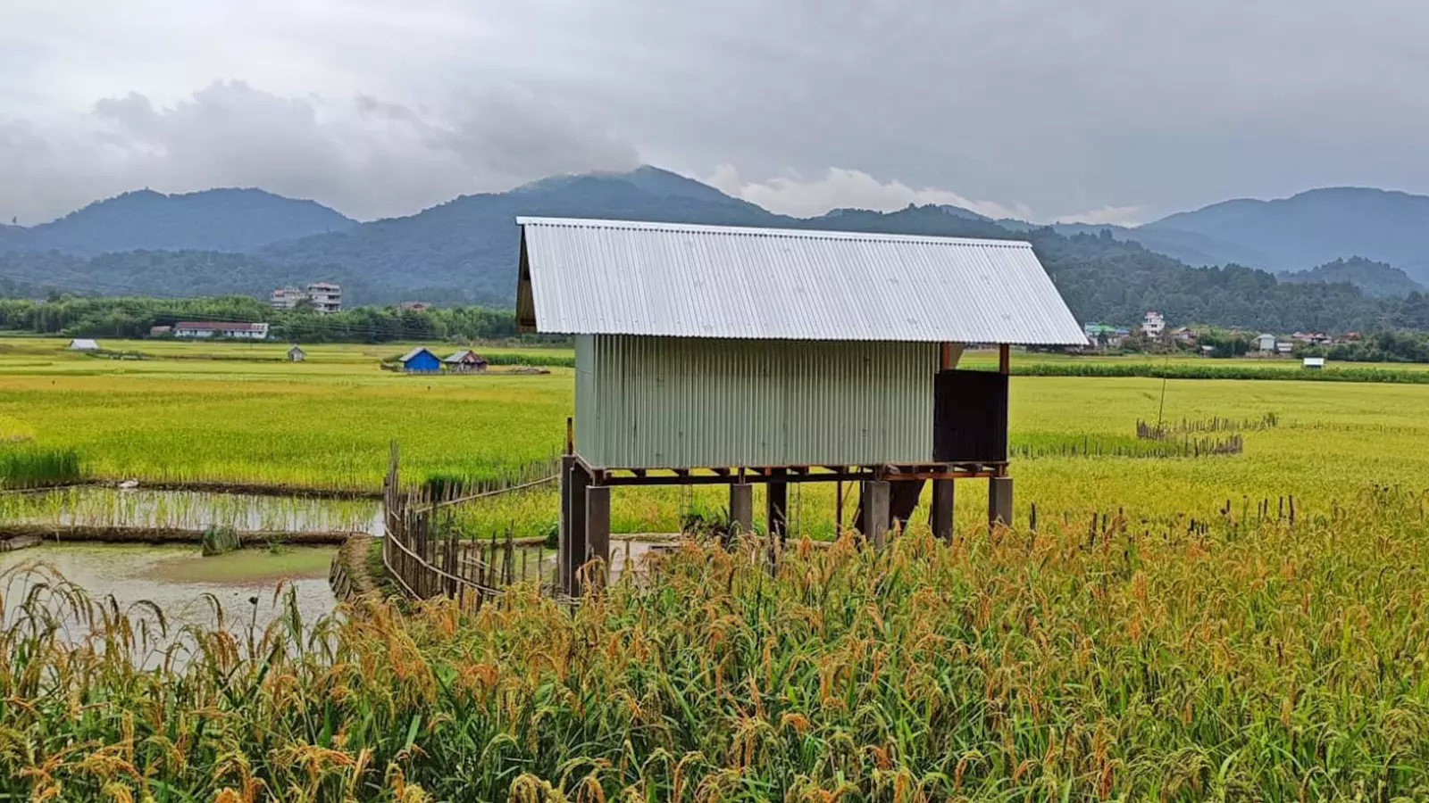 A view of a paddy field in Ziro, Arunachal Pradesh. Bhontis also work as farm labourers.