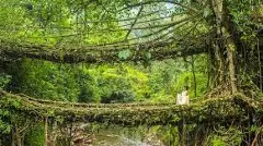 Over 60 records from India in Guinness Book 2024, rain in Cherrapunji among oldest entry