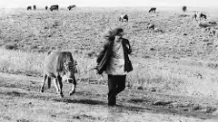 Five must-watch films by Iranian filmmaker Dariush Mehrjui