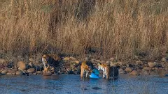 Bijrani and Garjiya zones of Corbett Tiger Reserve open for tourists