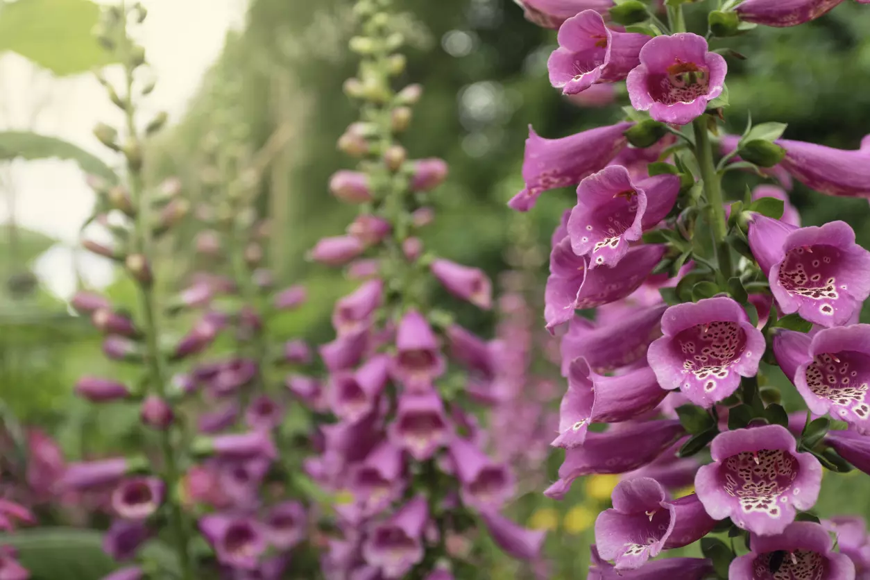 Folklore may be right; foxgloves can really trigger cardiac arrest, say scientists