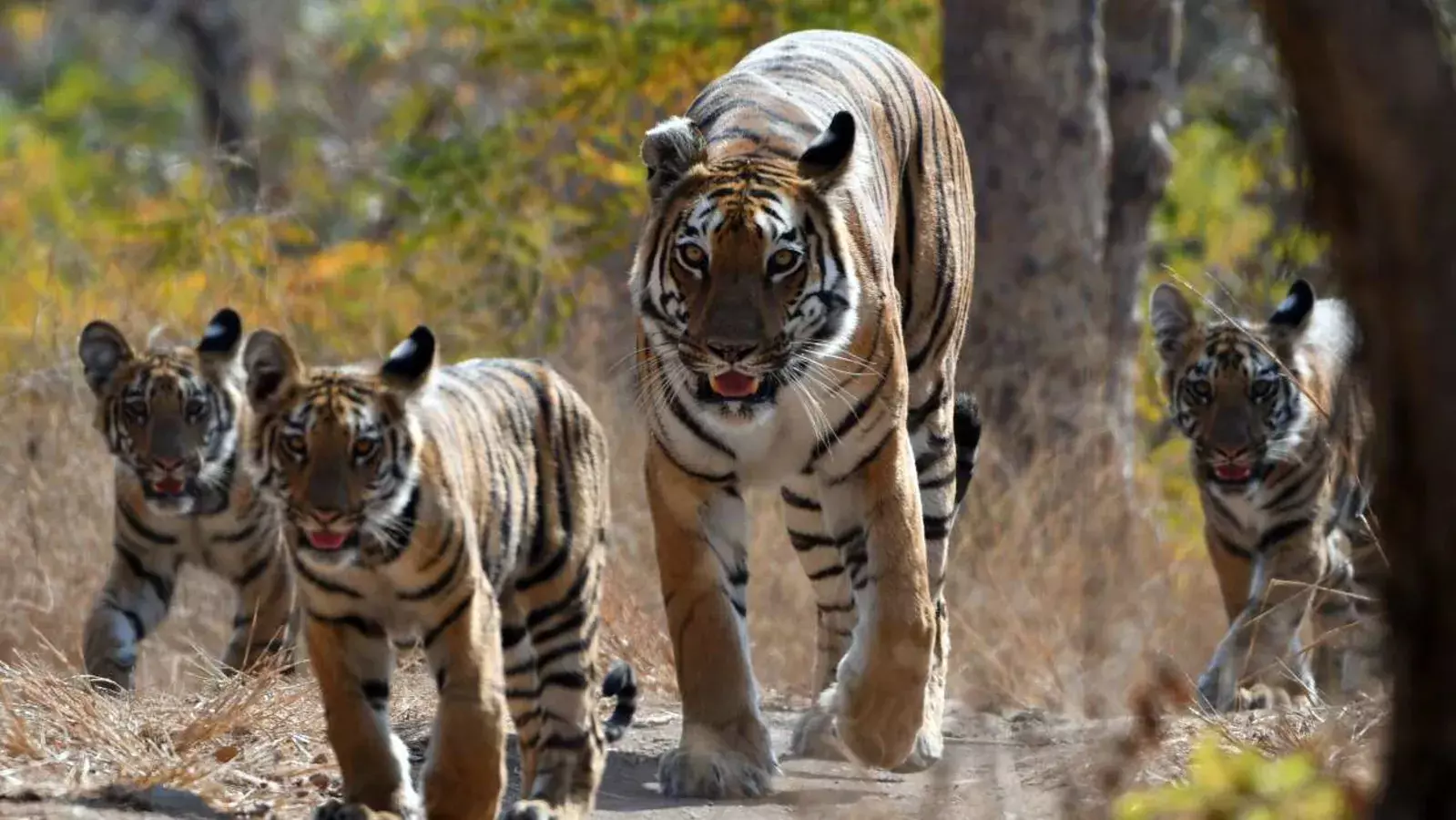 SIT probing complaints against Vantara submits report in Supreme Court