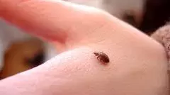 Bed bugs a global problem, yet we know so little about how they spread