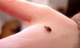 Bed bugs a global problem, yet we know so little about how they spread