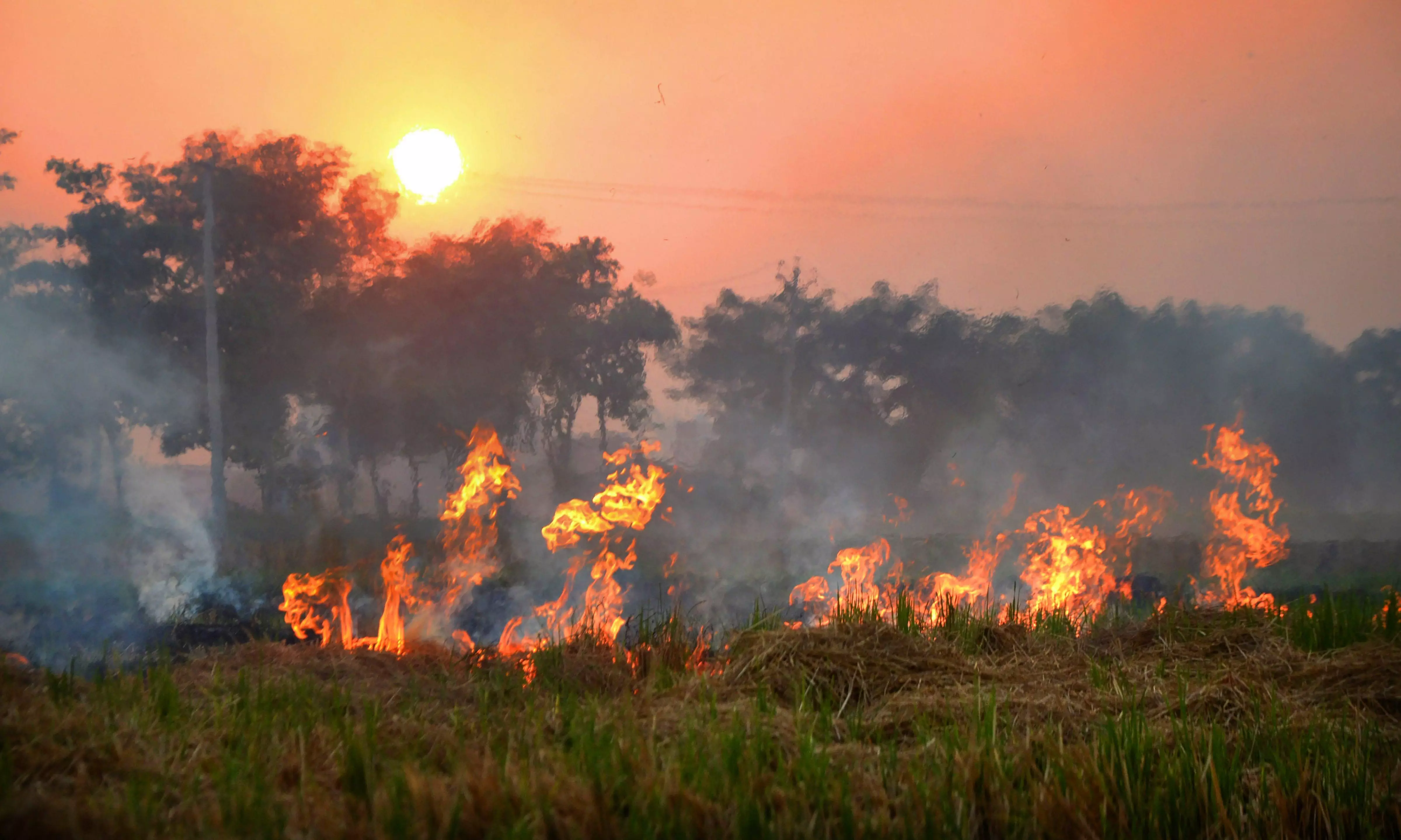 A farmer burns stubble to remove paddy crop residues from a field on the outskirts of Amritsar | PTI