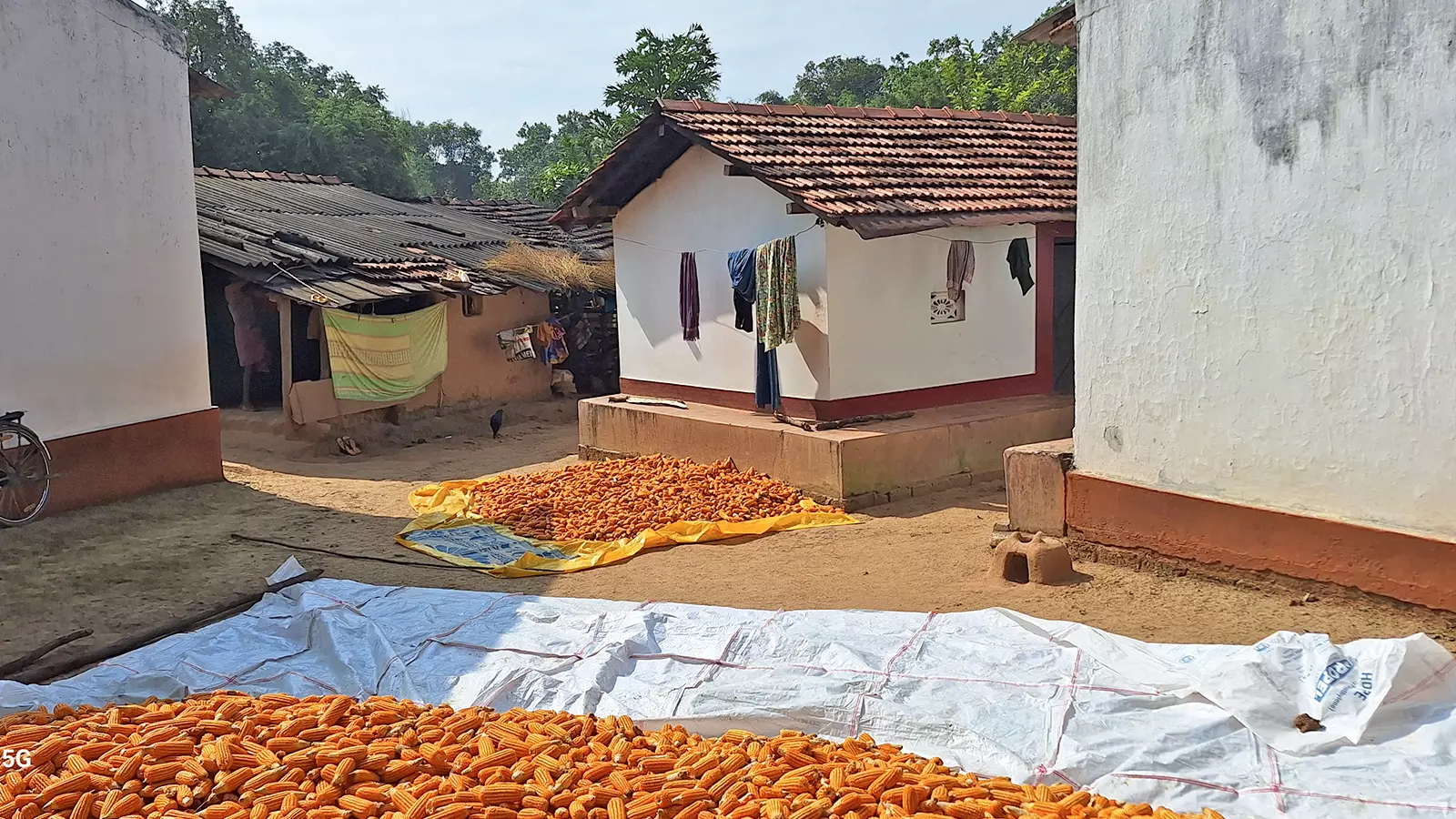 Corn is one of the main crops cultivated in Machkot. The villagers keep whatever they need for daily consumption and sell the rest at the market in Bastar. Photo: Puneet Nicholas Yadav