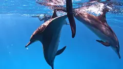 Project worth Rs 8 cr initiated by TN govt to conserve dolphins