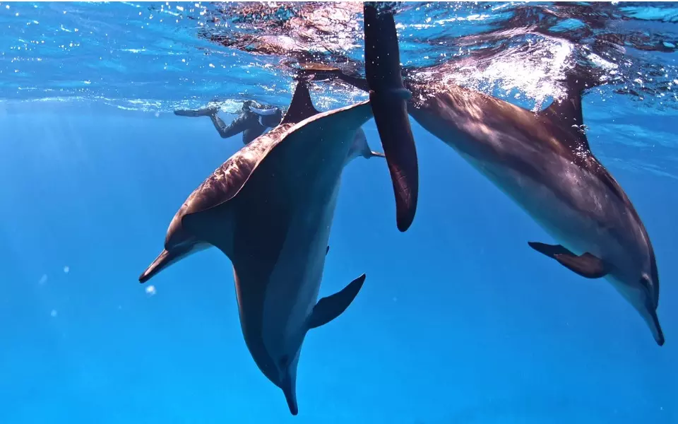 Project worth Rs 8 cr initiated by TN govt to conserve dolphins