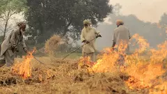 Punjab police register over 930 FIRs against farmers for burning stubble