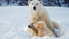 Rising sea temperatures are driving decline in polar bear numbers in Greenland: Study