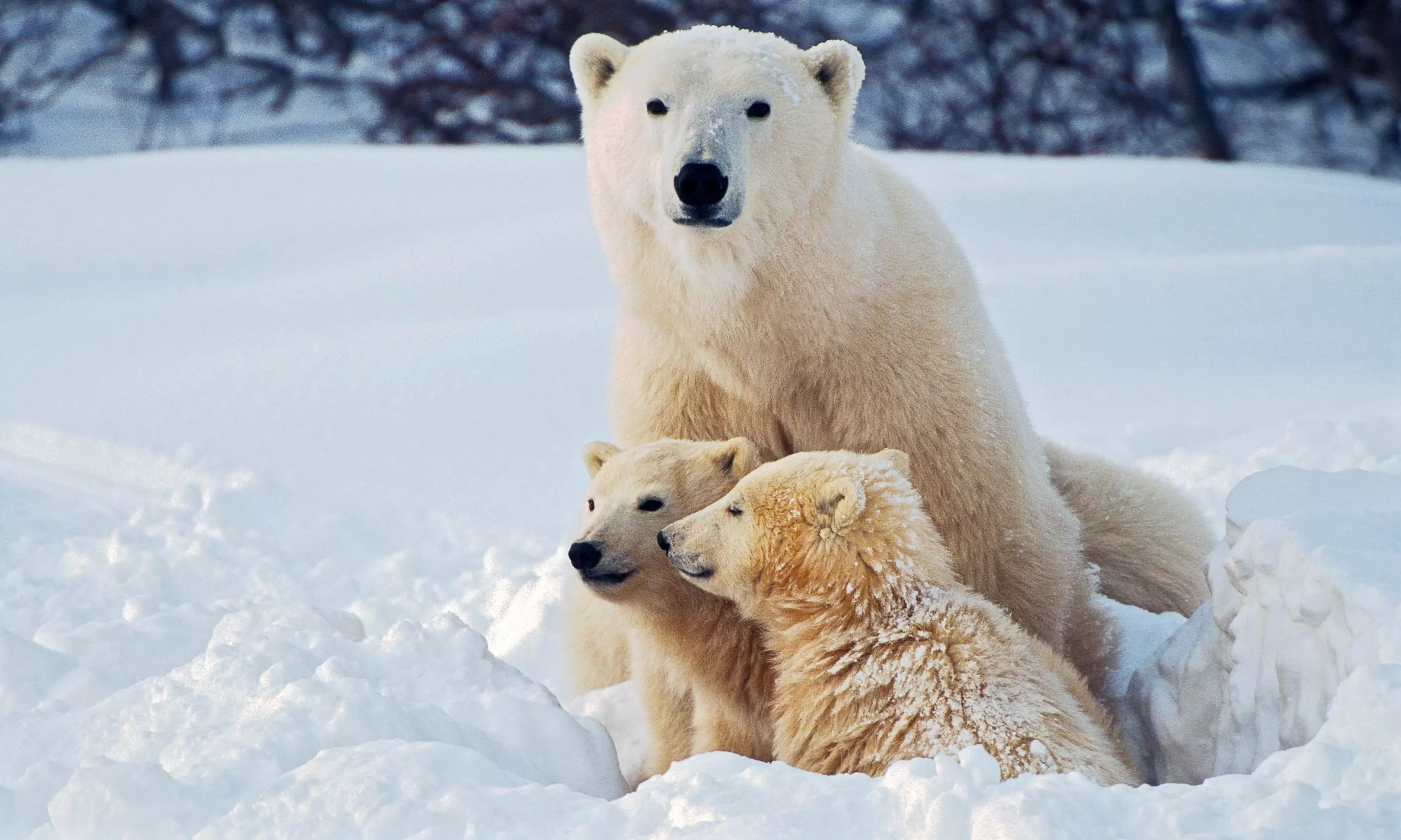 Rising sea temperatures are driving decline in polar bear numbers in Greenland: Study