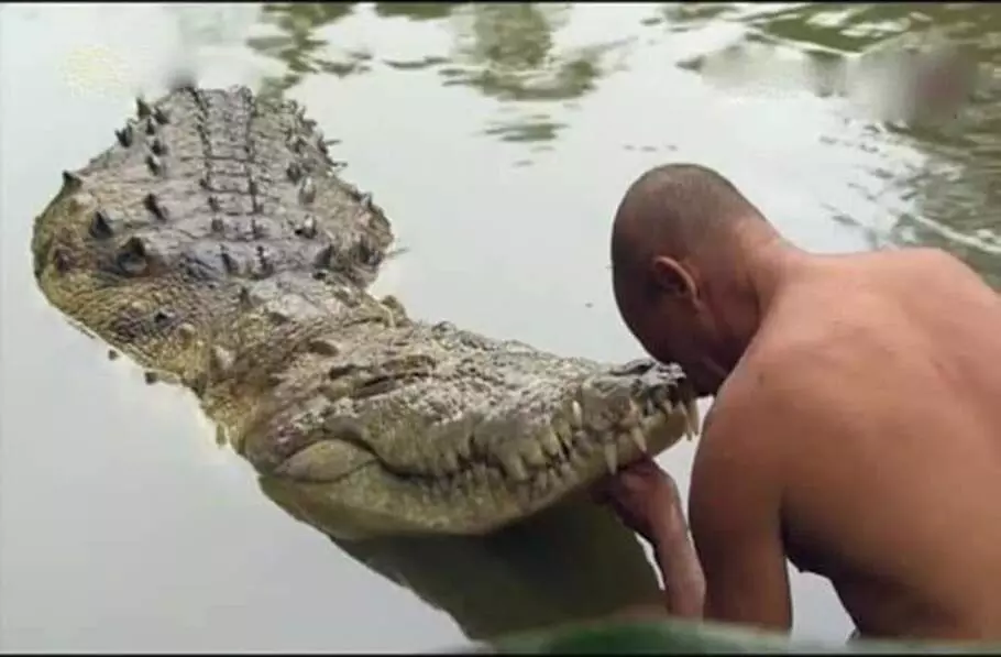 Tradition lives on as a year after Babia’s death, new crocodile appears at Kerala shrine