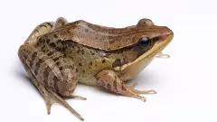 Scientists discover new species of music frog in Arunachal